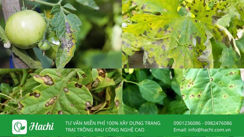 benh than thu tren cay trong