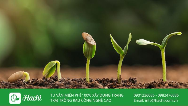 dau hieu nhan biet cay con cham phat trien