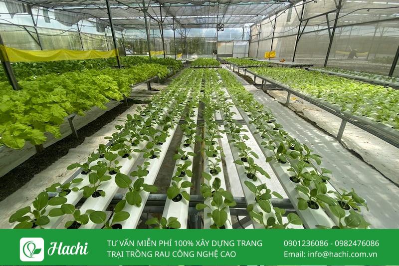 Vườn rau thông minh tại nhà: Mô hình và cách thiết kế thi công 10 Hachi - Đơn vị thiết kế vườn rau thông minh chuyên nghiệp, uy tín, giá tốt