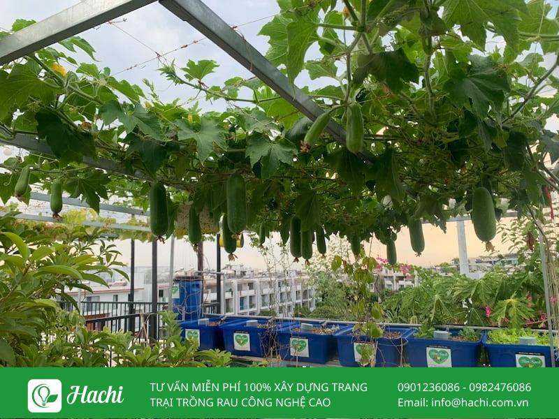 Vườn rau thông minh tại nhà: Mô hình và cách thiết kế thi công 9 Vườn rau trên sân thượng, ban công
