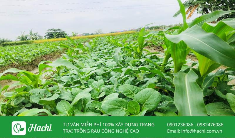 Trồng xen canh là gì? Phương thức trồng trọt xen canh trong vườn rau 10 Trồng xen canh rau cải - ngô